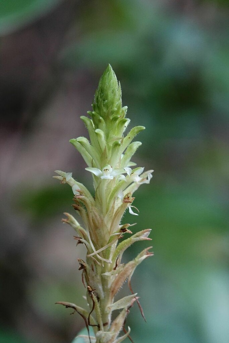 Microchilus longicornu photo 5