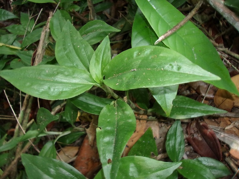 Microchilus longicornu photo 6