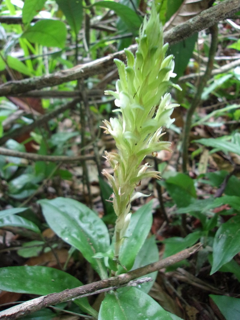 Microchilus longicornu photo 7