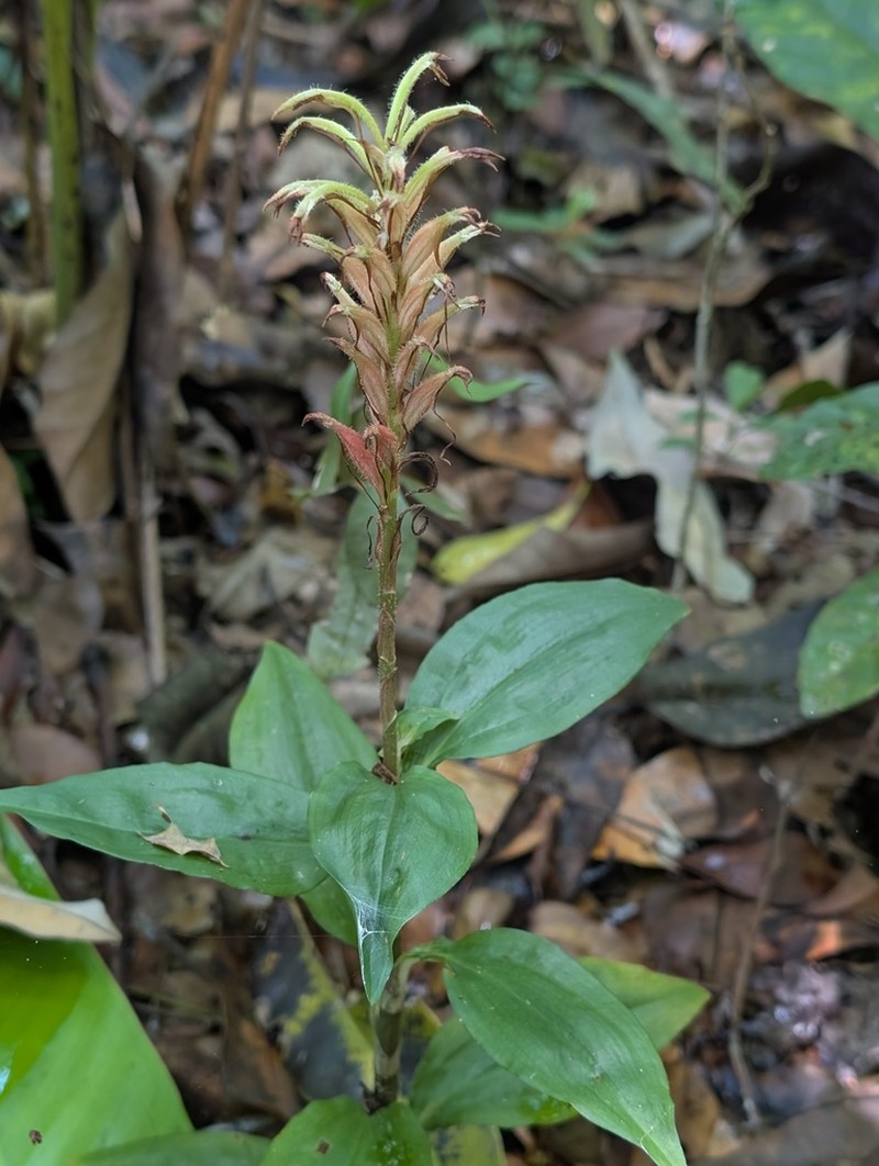 Microchilus longicornu photo 8