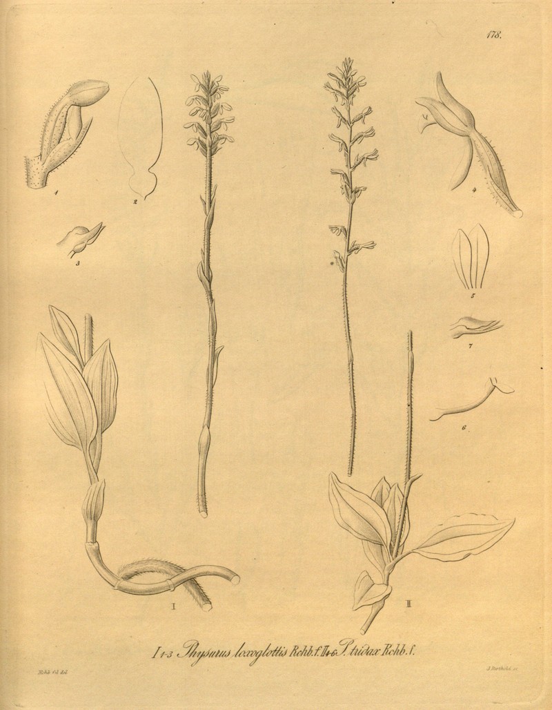 Microchilus loxoglottis