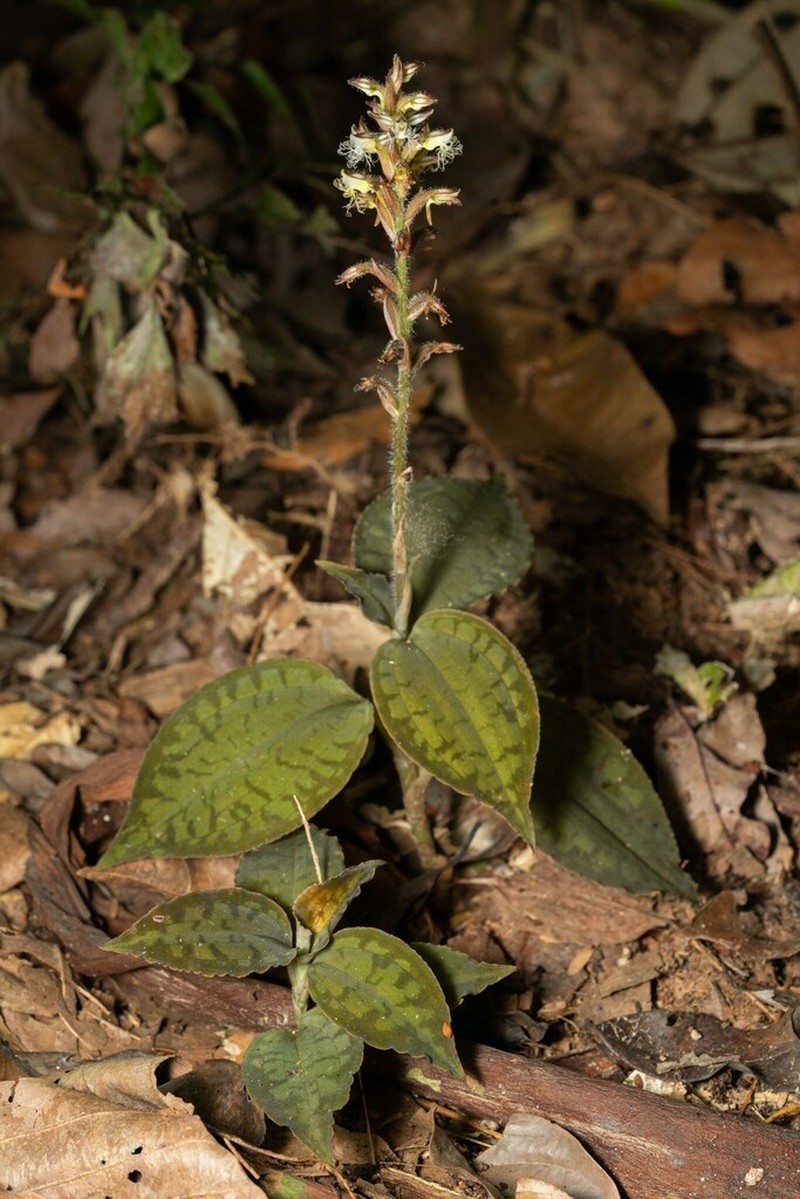 Microchilus mystacinus