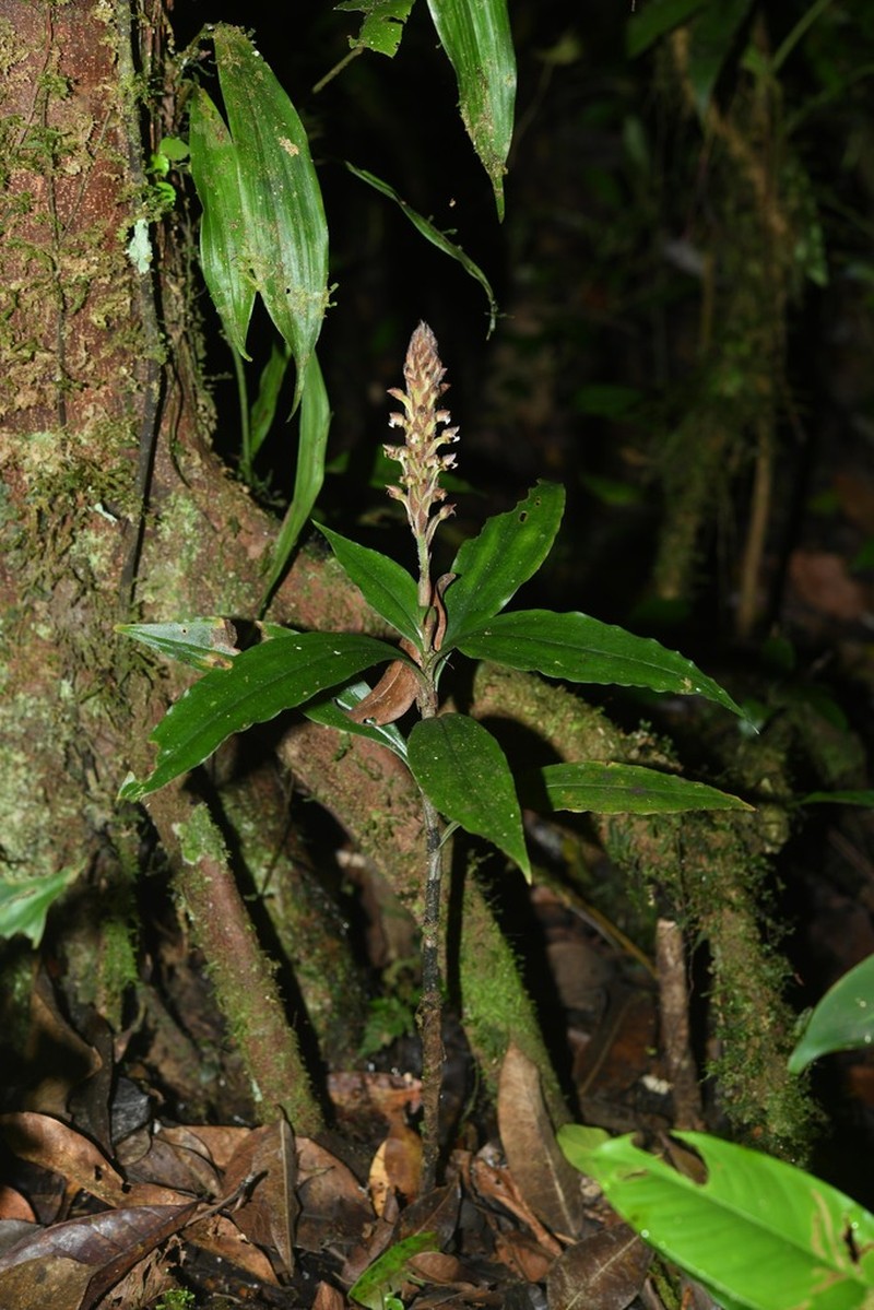 Microchilus peterianus photo 2