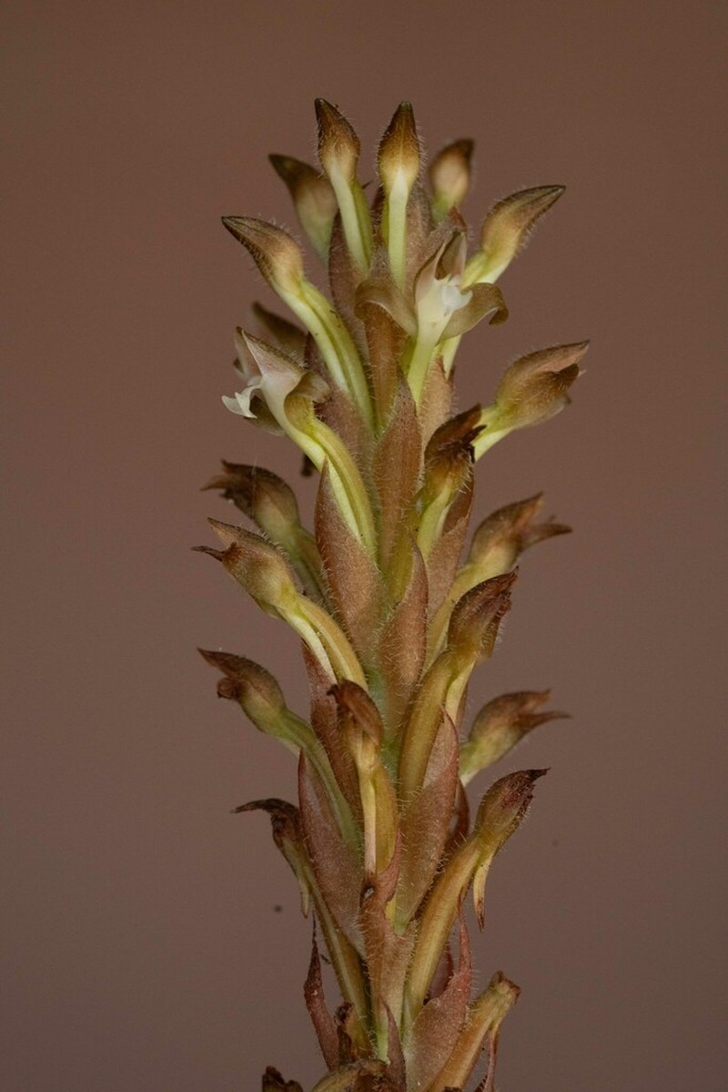 Microchilus peterianus photo 3