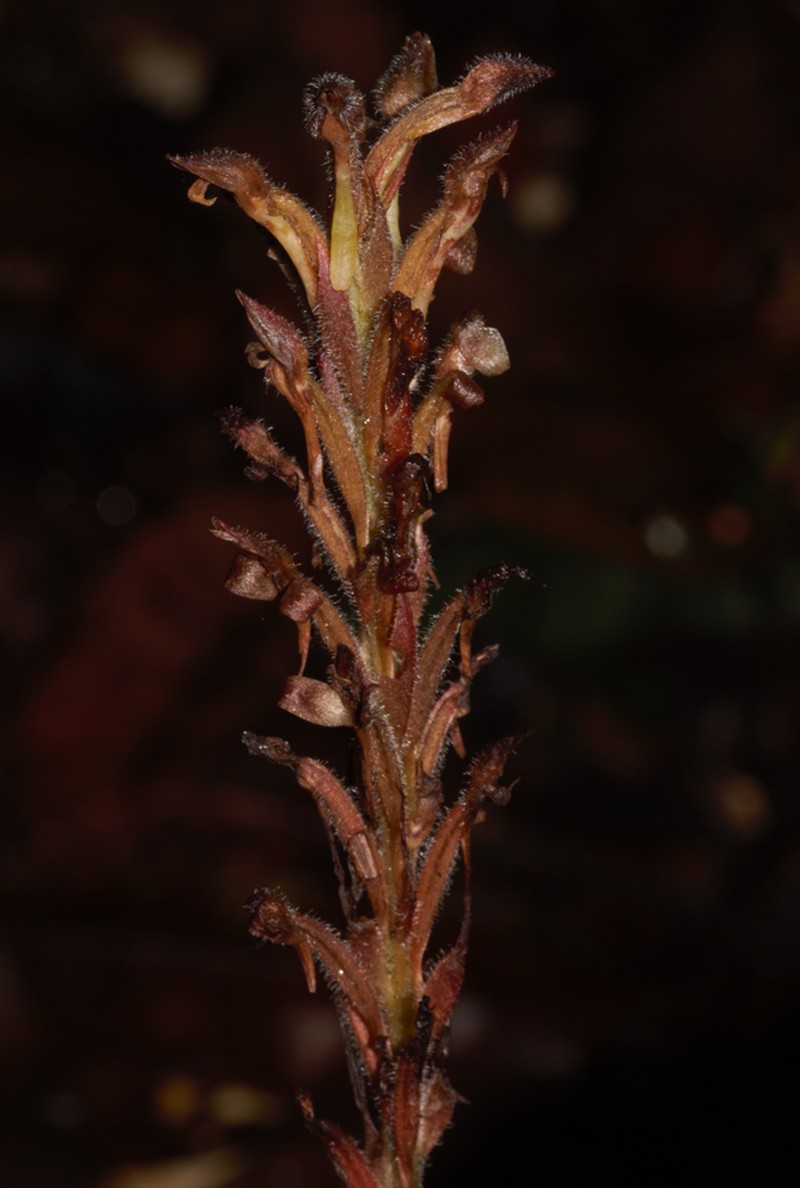 Microchilus peterianus photo 5