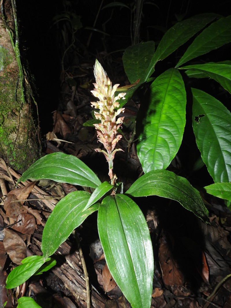 Microchilus peterianus photo 6