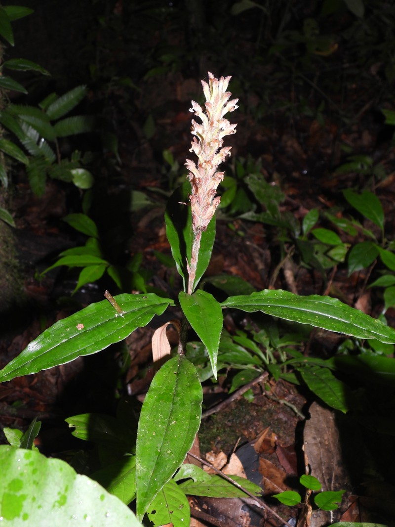 Microchilus peterianus photo 7