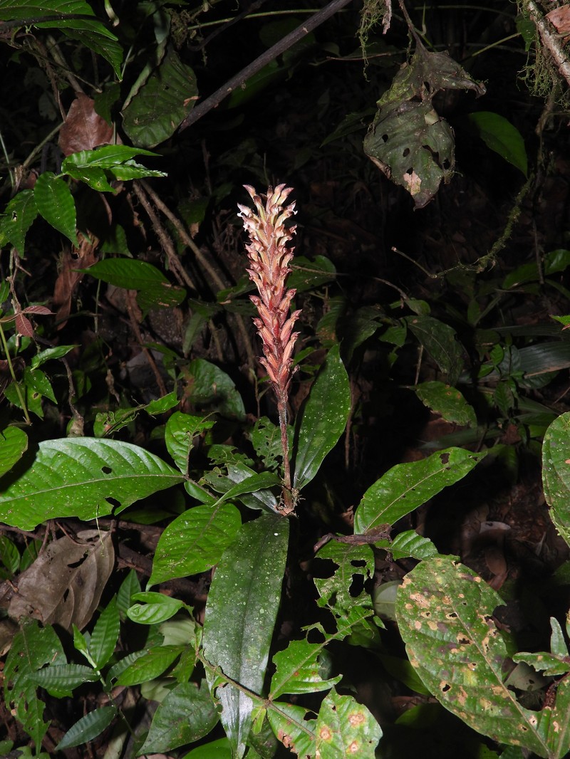 Microchilus peterianus photo 8