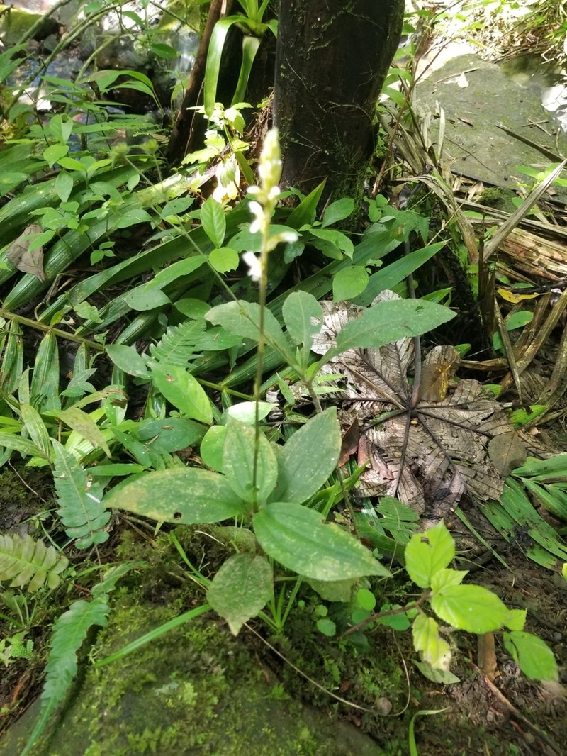 Caribbean False Helmetorchid
