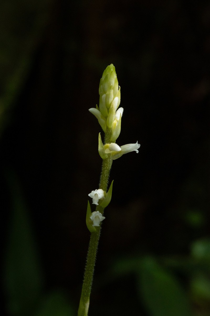 Caribbean False Helmetorchid photo 3