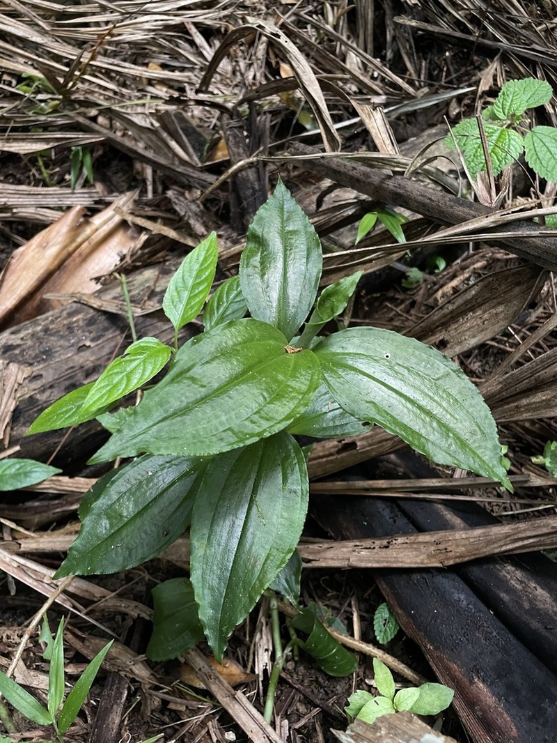Caribbean False Helmetorchid photo 4