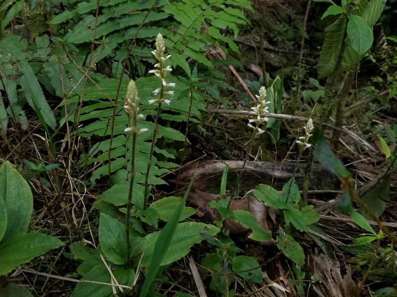 Caribbean False Helmetorchid photo 5