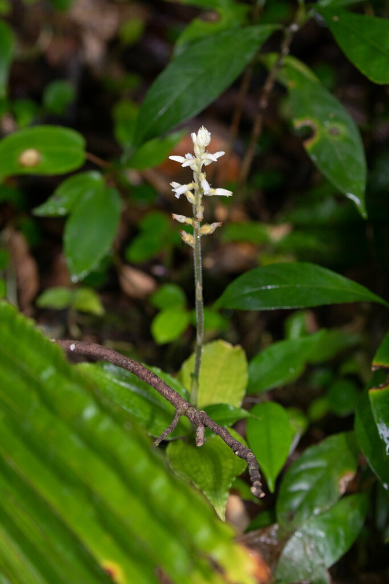 Caribbean False Helmetorchid photo 6