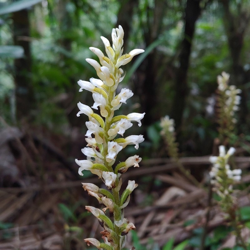 Caribbean False Helmetorchid photo 7