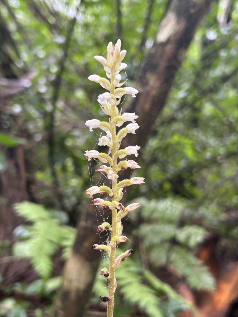 Caribbean False Helmetorchid photo 8