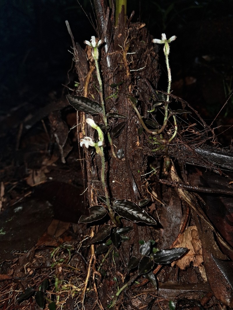 Microchilus pumilus