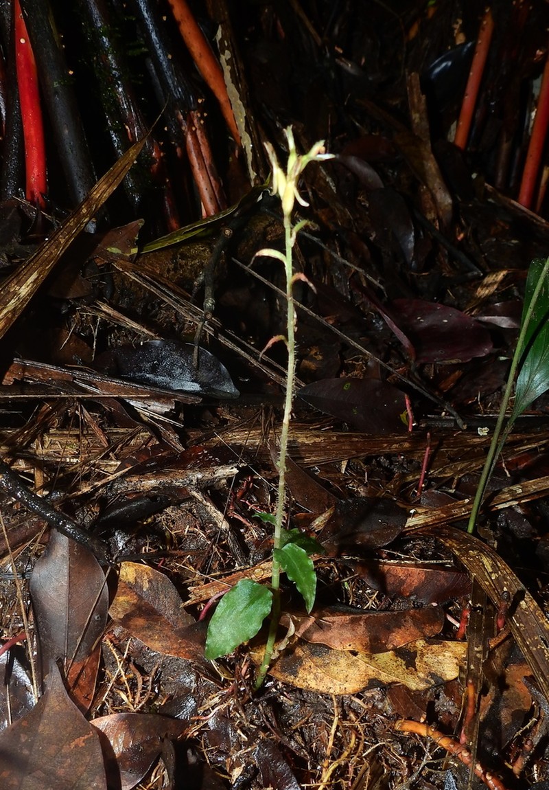 Microchilus pumilus photo 2