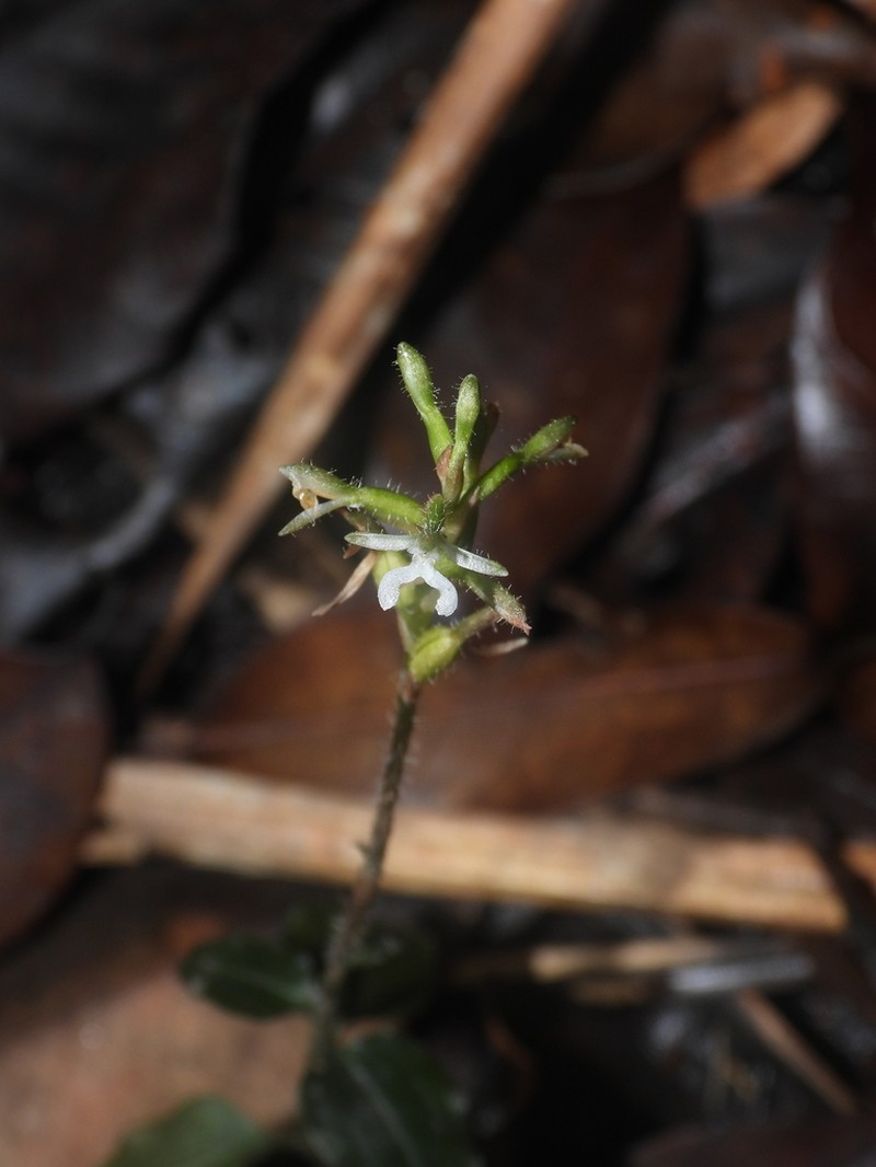 Microchilus pumilus photo 3