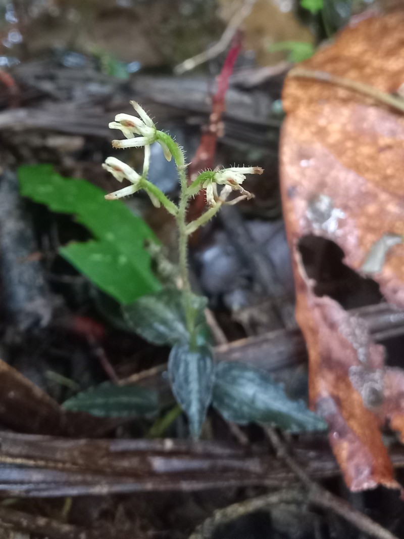 Microchilus pumilus photo 4