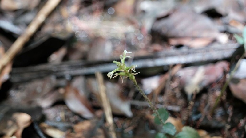 Microchilus pumilus photo 6