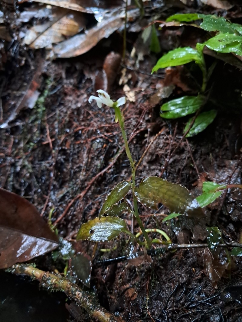 Microchilus pumilus photo 7
