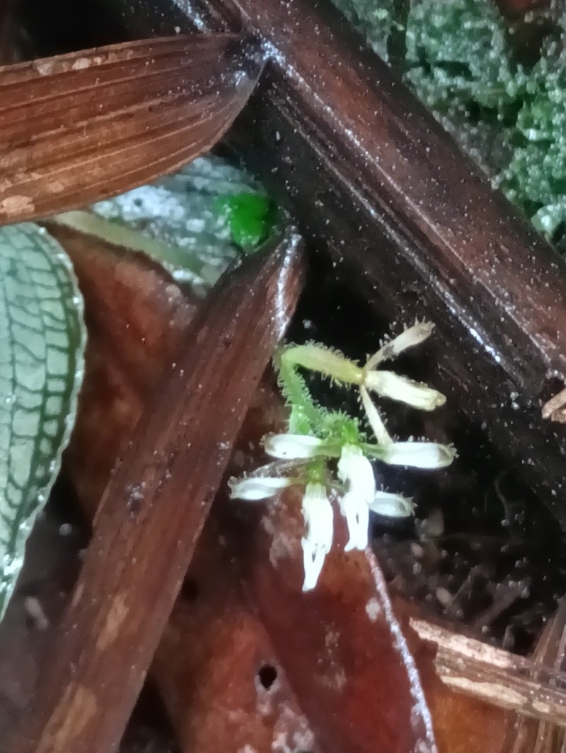 Microchilus pumilus photo 8