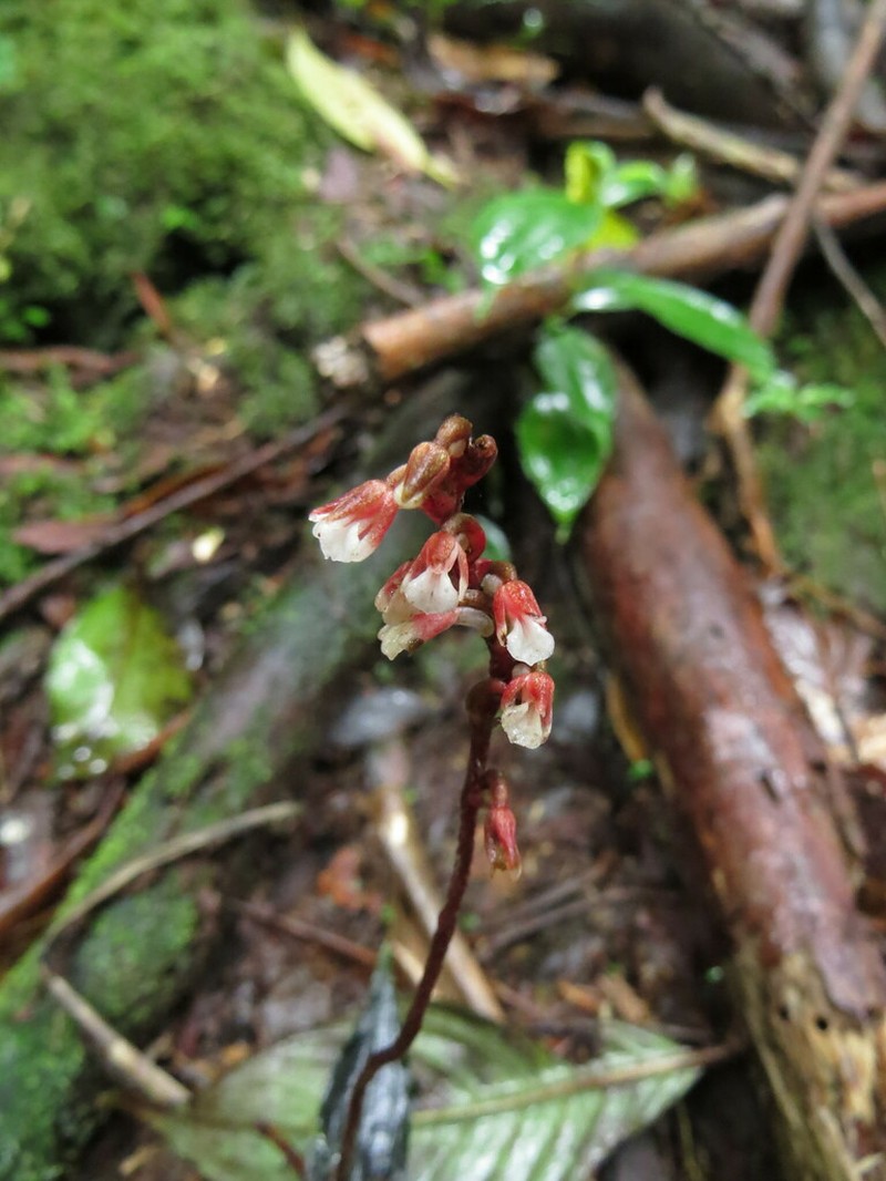Microchilus roseoalbus