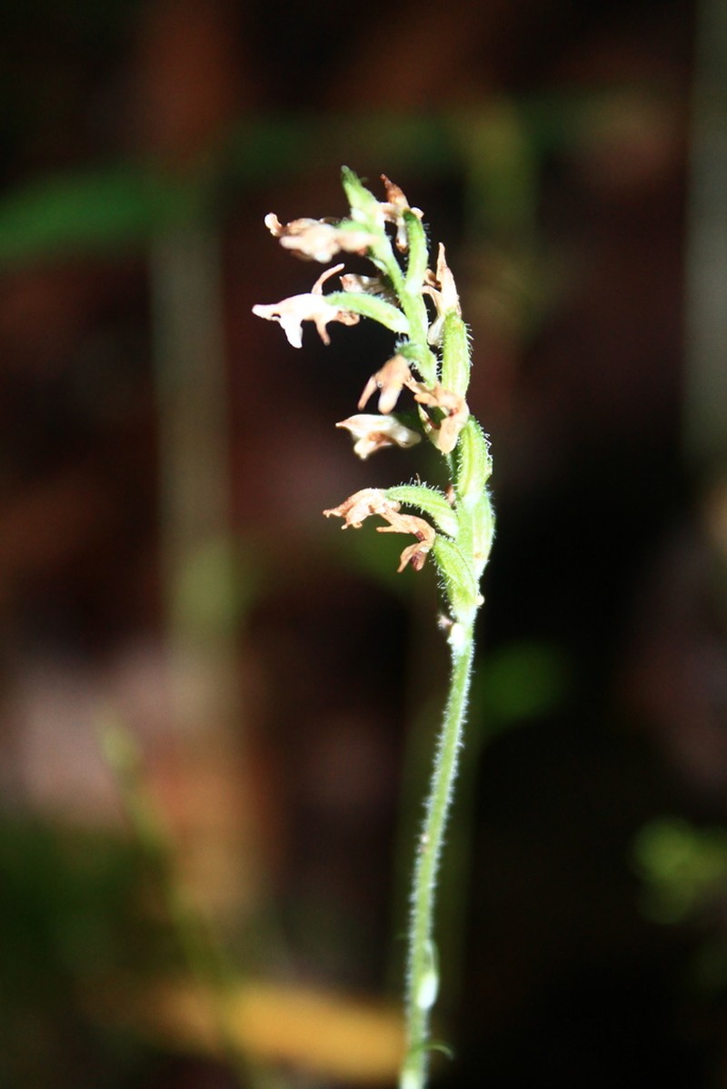Microchilus secundus