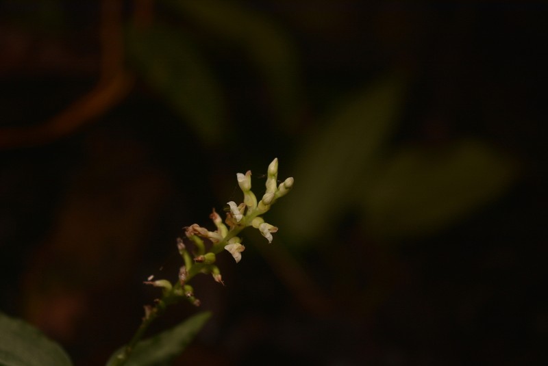 Microchilus stictophyllus