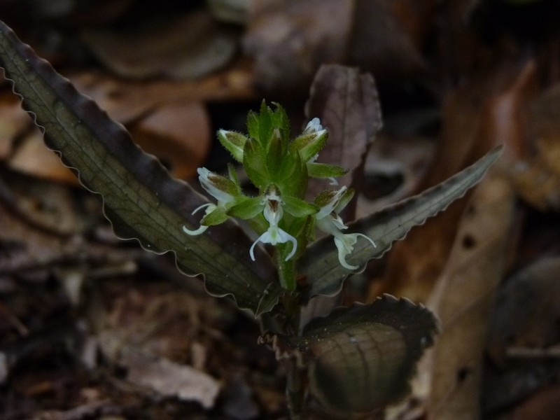 Microchilus stigmatopterus