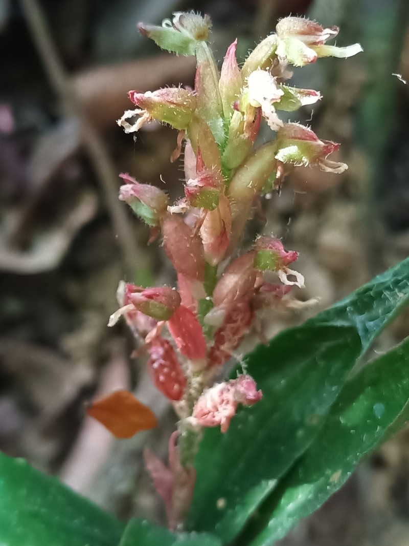 Microchilus stigmatopterus photo 2