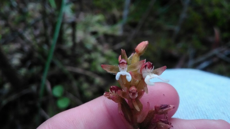 Microchilus stigmatopterus photo 3