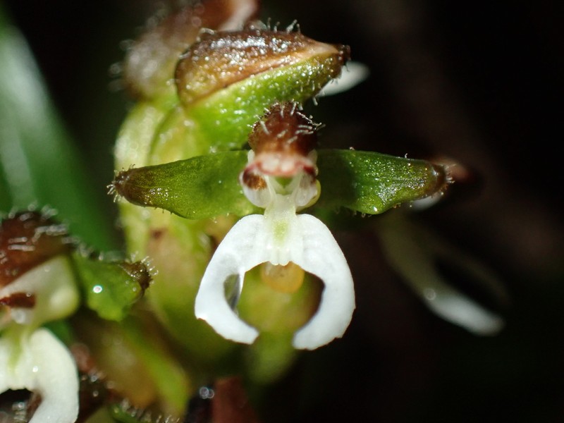 Microchilus stigmatopterus photo 4