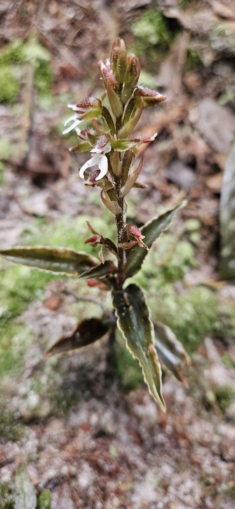 Microchilus stigmatopterus photo 5