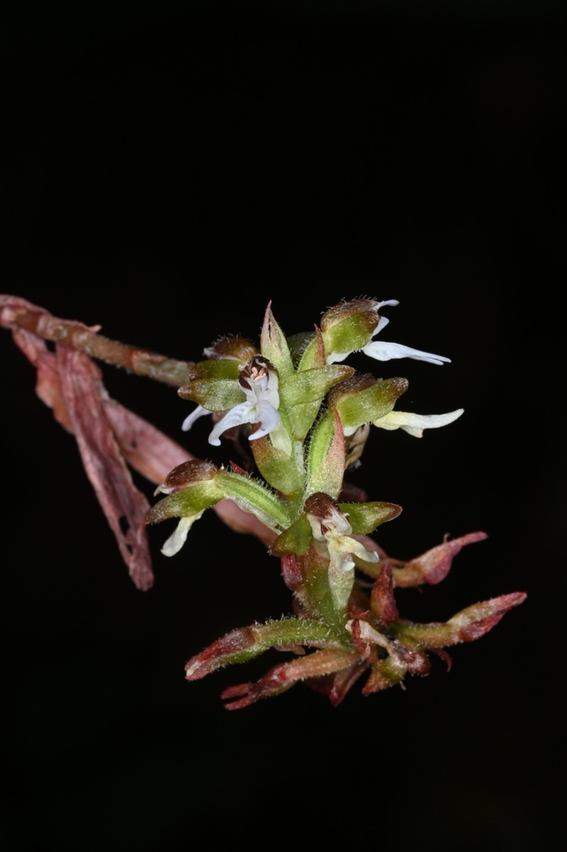 Microchilus stigmatopterus photo 6