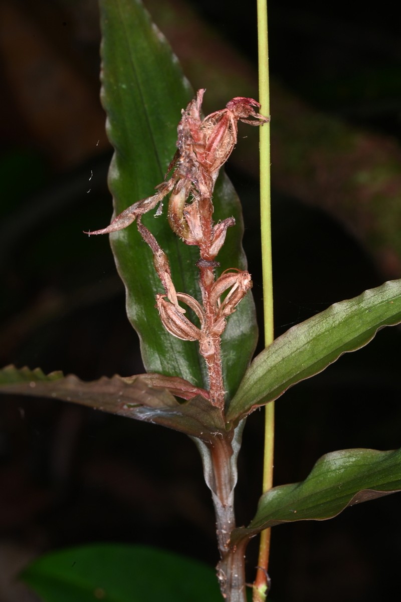 Microchilus stigmatopterus photo 7