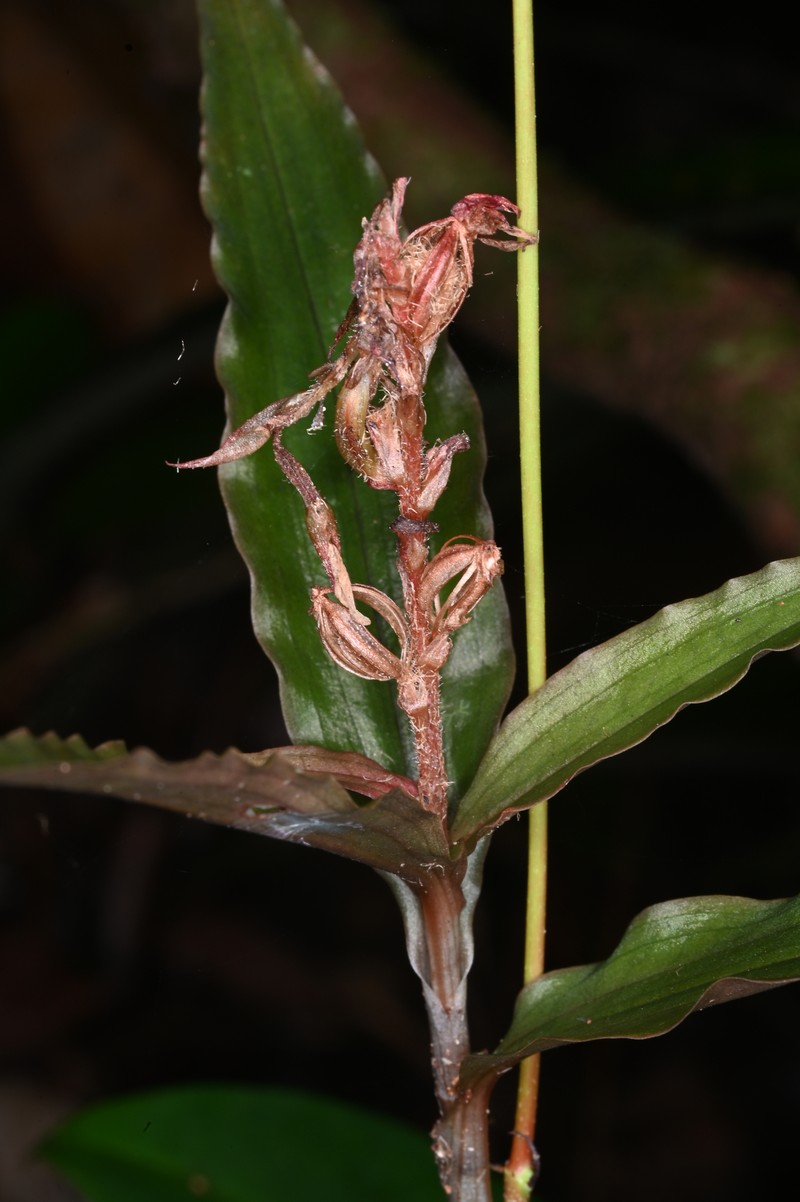 Microchilus stigmatopterus photo 8