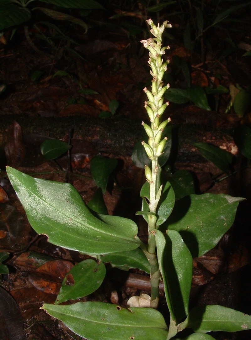 Microchilus venustulus