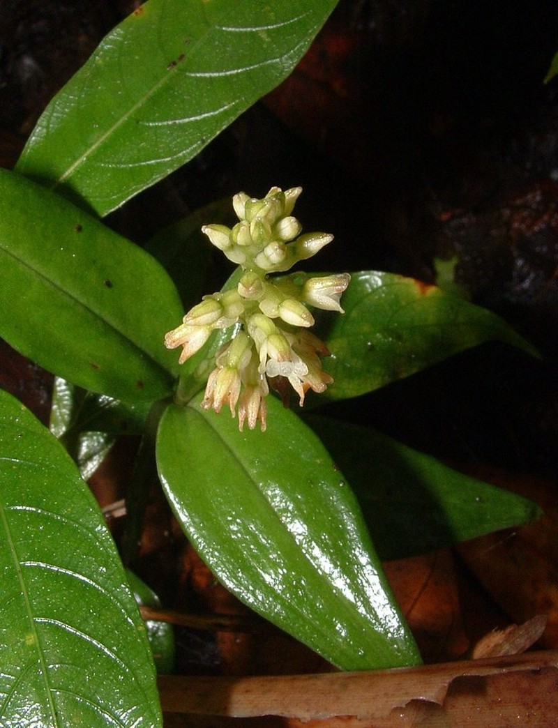 Microchilus venustulus photo 3