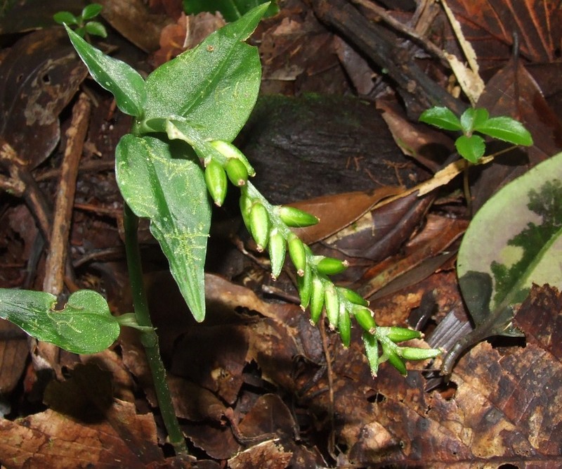 Microchilus venustulus photo 4