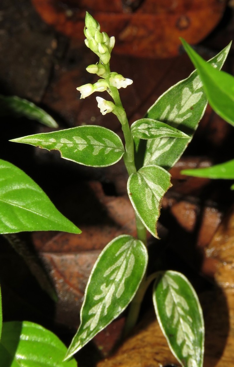 Microchilus venustulus photo 5