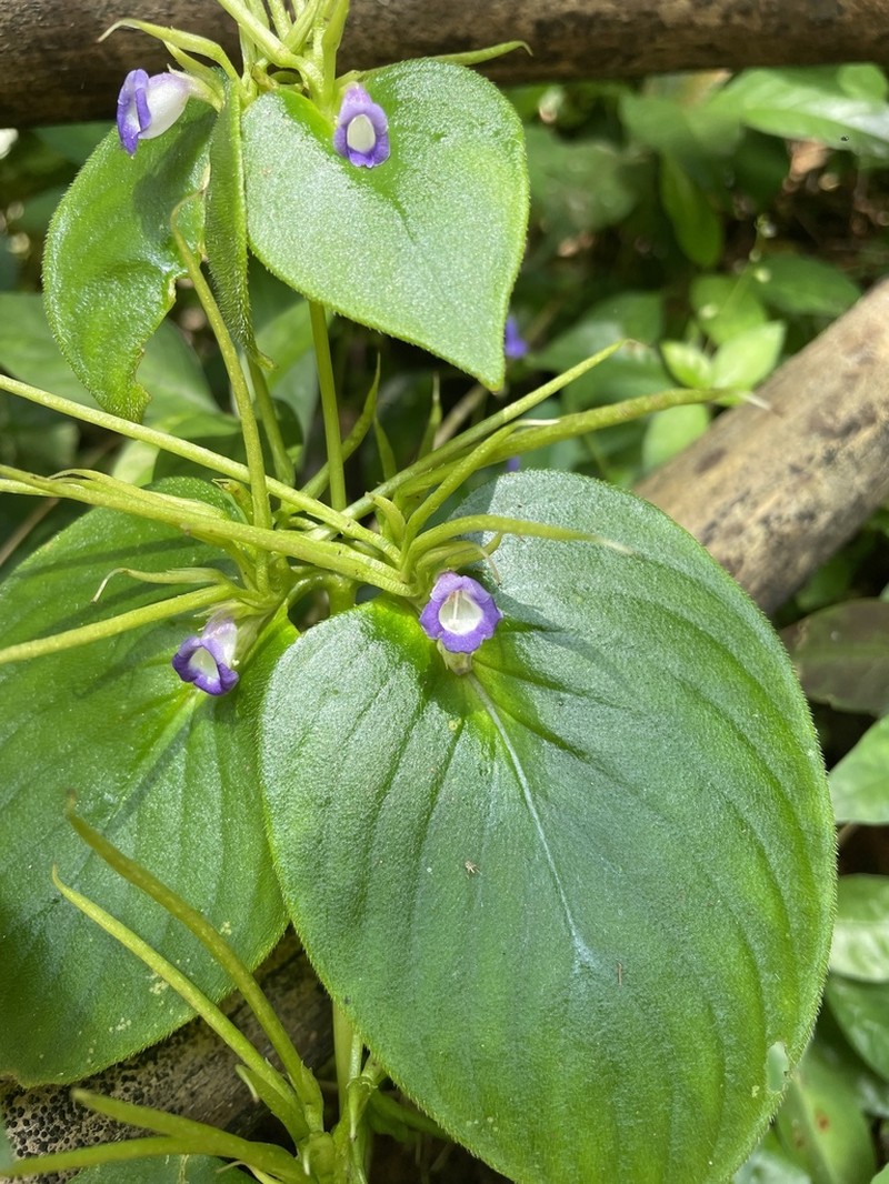 Microchirita albocyanea
