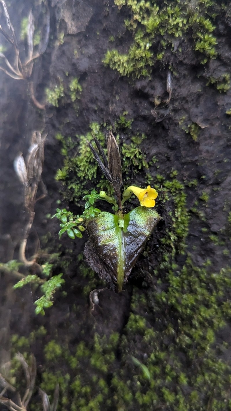 Microchirita bimaculata photo 5