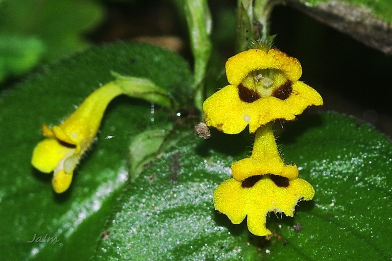 Microchirita bimaculata photo 8