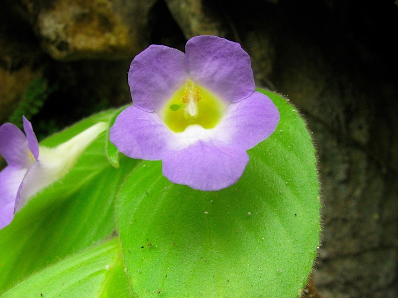 Microchirita caliginosa