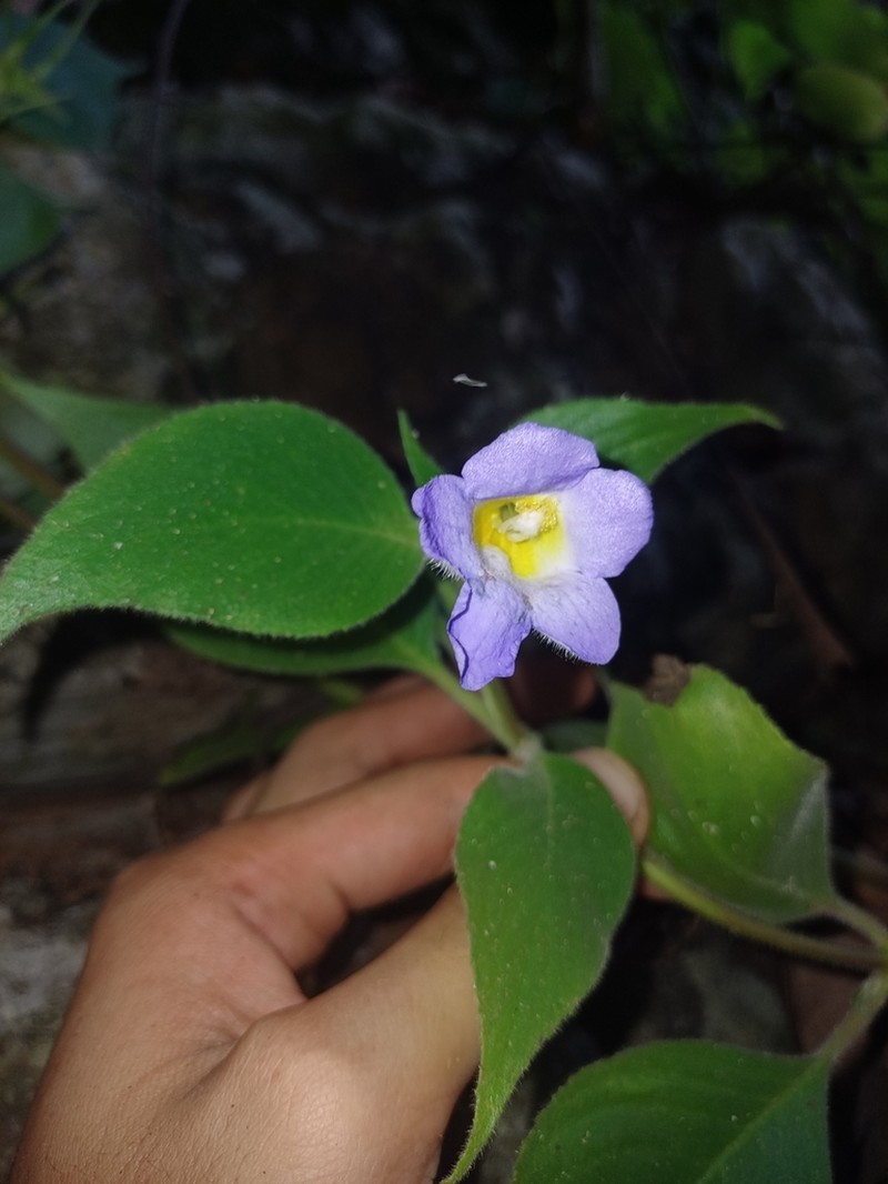 Microchirita caliginosa photo 2
