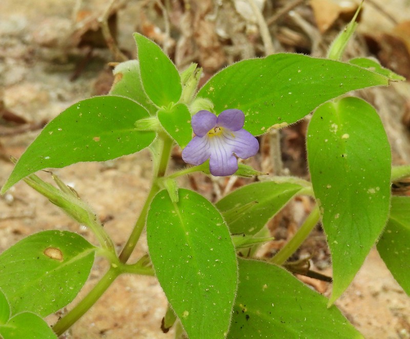 Microchirita caliginosa photo 3