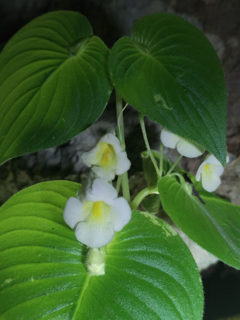 Microchirita candida