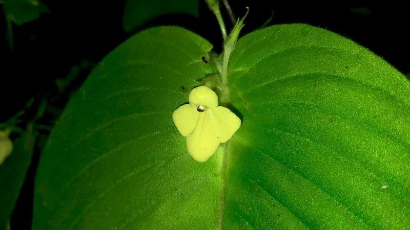 Microchirita chonburiensis