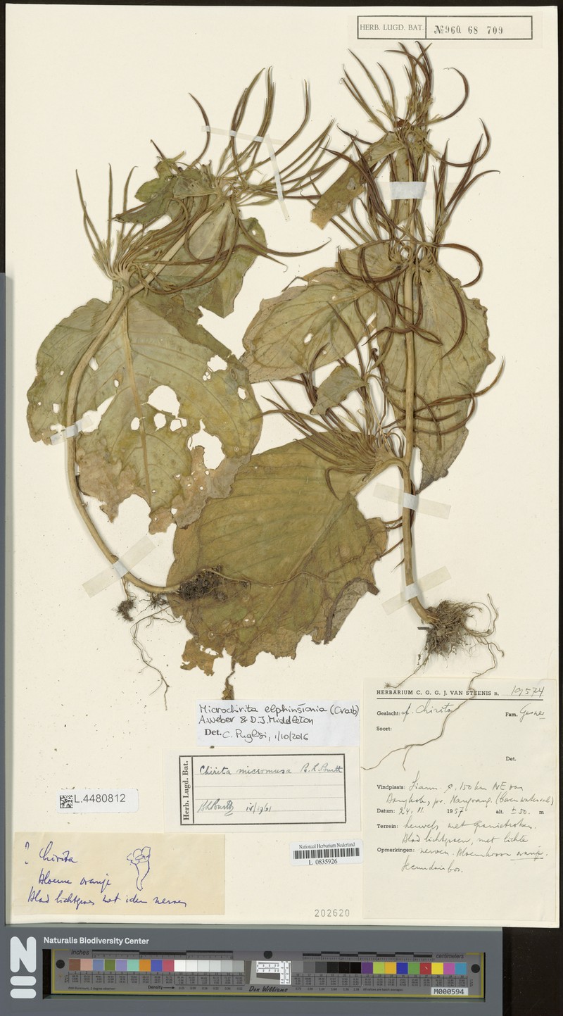 Microchirita elphinstonia